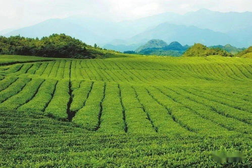 梵凈茶香天下，江口抹茶飄香世界——農(nóng)副產(chǎn)品銷售的嶄新篇章