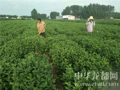 西華縣清河驛鄉 扶貧菊花香飄四方，農副產品銷售譜新篇