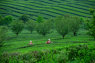 茶韻飄香武陵山，產業振興新篇章——首屆“秀山毛尖”杯茶王賽暨第二屆武陵山茶文化節成功舉辦，農副產品銷售成果喜人