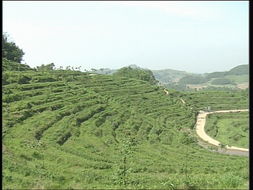 品味自然精華，探尋茶葉種植基地與農副產品銷售之旅