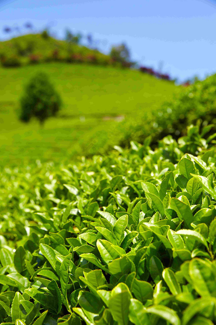 卵形葉 從高清圖片解析到茶葉種植的藝術