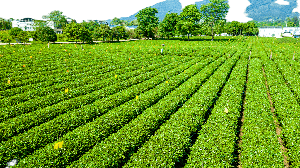 打造視覺盛宴 原創茶園航拍免摳元素，賦能農副產品品牌升級與銷售